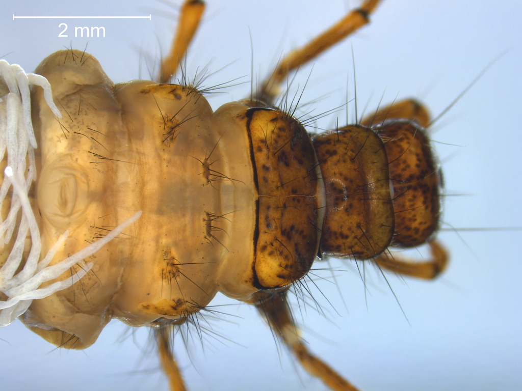 Limnephilus bipunctatus